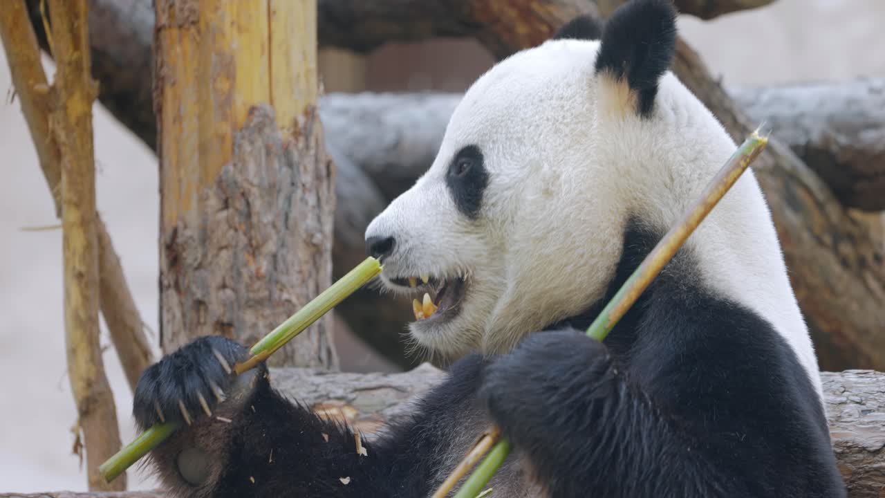 Giant Panda (Ailuropoda Melanoleuca) Also Known As The Panda Bear Or Simply  The Panda, Is A Bear Native To South Central China. Free Stock Video  Footage Download Clips