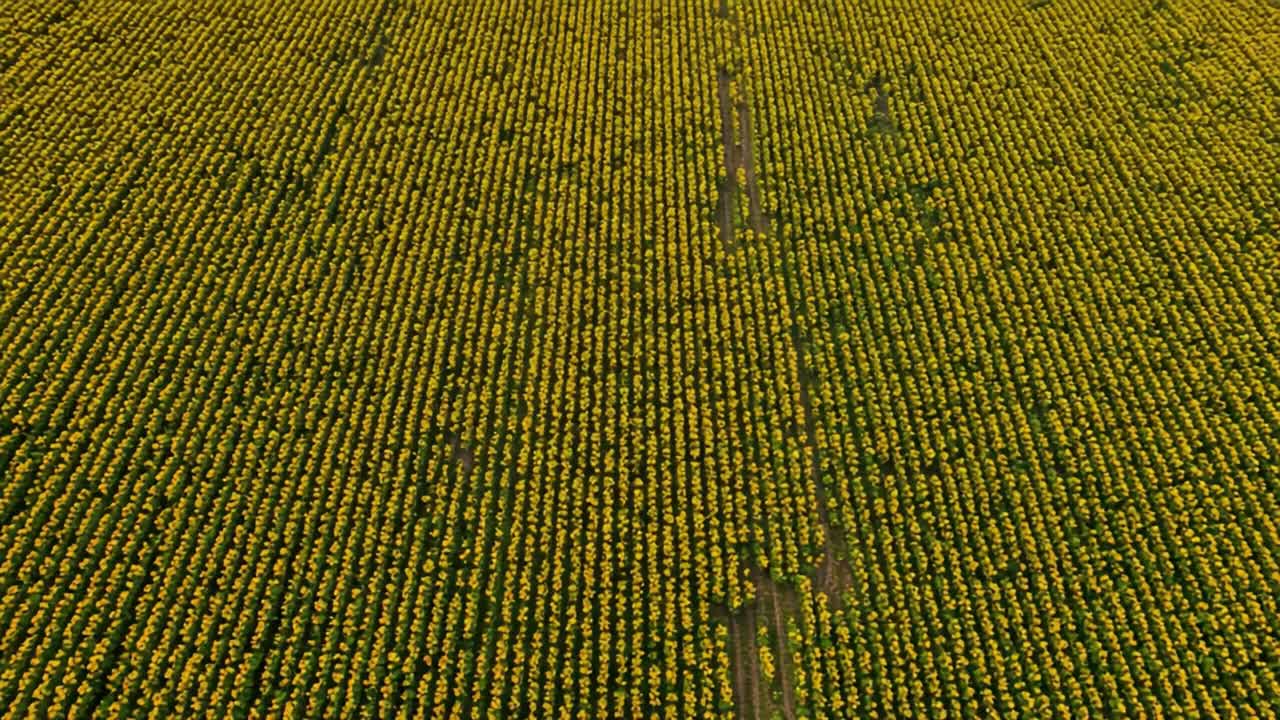 Aerial View of Lush, Vibrant Sunflower Field in Full Bloom, Capturing the Stunning Pattern and Rich Color of Nature's Beauty