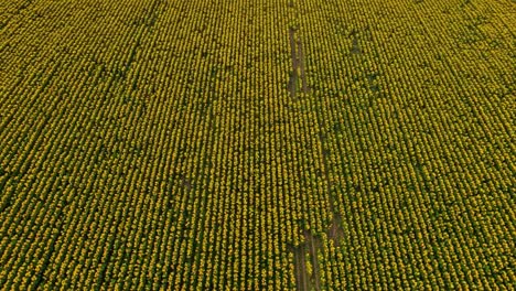 aerial view of lush, vibrant sunflower field in full bloom, capturing the stunning pattern and rich color of nature's beauty