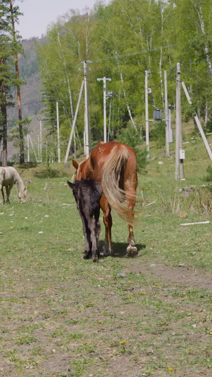 Little foal nestles close to mare walking along rural road to farm building backside view. Cattle animals at countryside. Picturesque highland scene