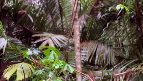 Static-shot-of-rainfall-on-the-tropical-mixed-forest