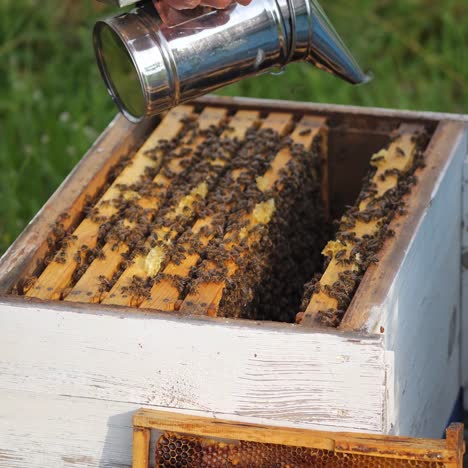 colorful hives of bees on a meadow in summer. hives in an apiary with bees flying to the landing boards. apiculture. bee smoker in beekeepers hands