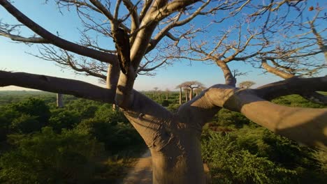 fpv drone flight over the baobab