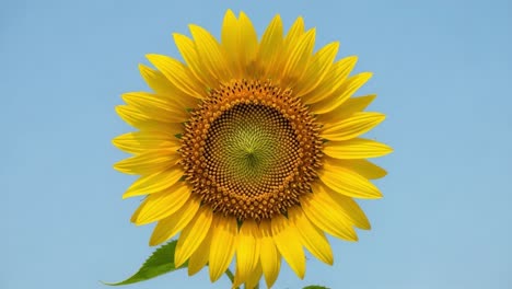 close-up of a vibrant sunflower against a clear blue sky