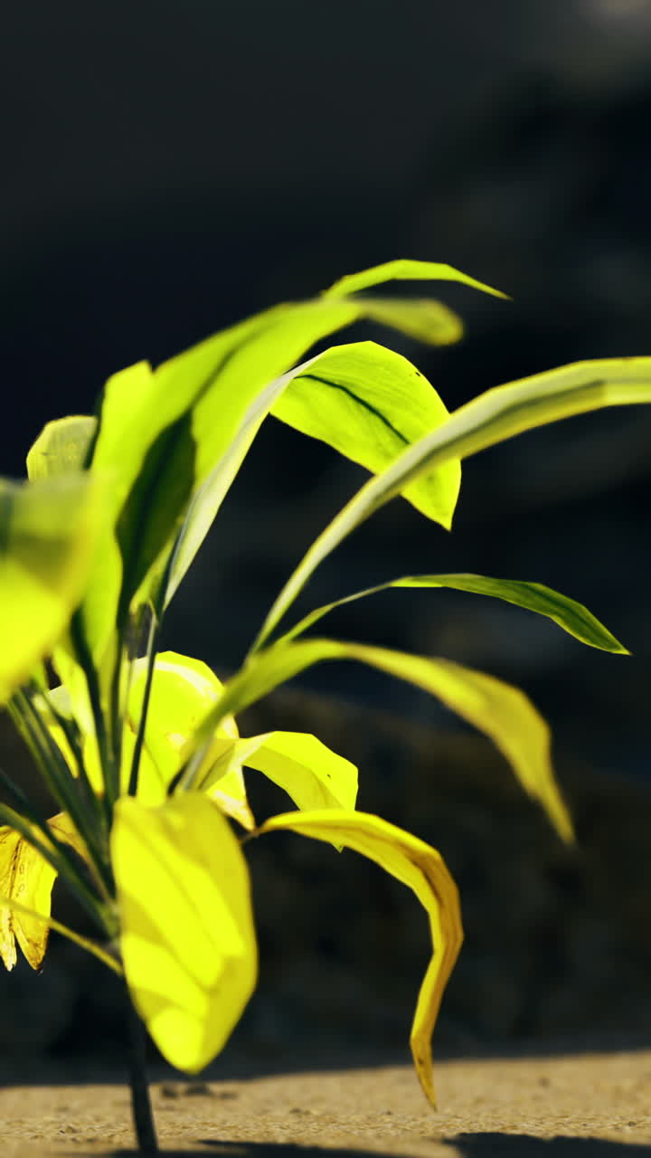 New plant sprouting in a rocky environment during bright daylight hours