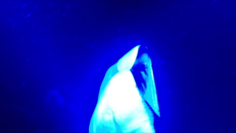 mantarrayas gigantes nadan bajo la luz azul en el océano por la noche