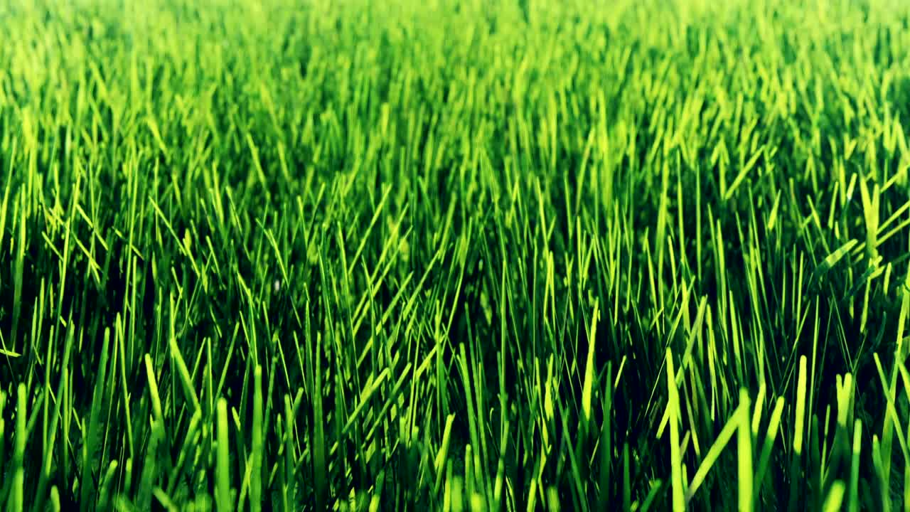 hermoso video de la hierba verde de la mañana. hermoso fondo de bucle de verano.