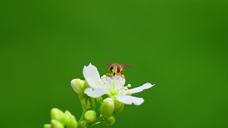 Nahaufnahme-Einer-Gelben-Schwebfliege-Auf-Den-Weißen-Blüten-Der-Venusfliegenfalle