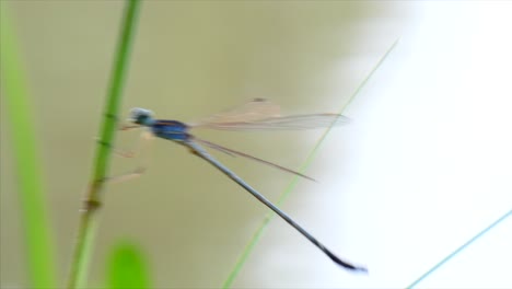 Britische-Libelle-Blau.