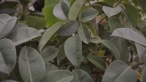 green tropical plants and foliage in a greenhouse