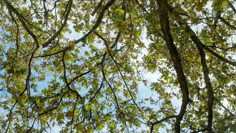 hand held extreme low angle frogs perspective shot of green and partly golden leaves on trees agains blue and sunny sky in south african forest