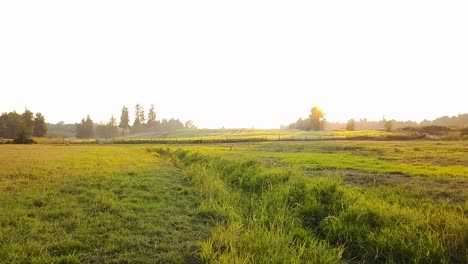 Aerial-of-overgrown-farm-creek-during-a-sunset