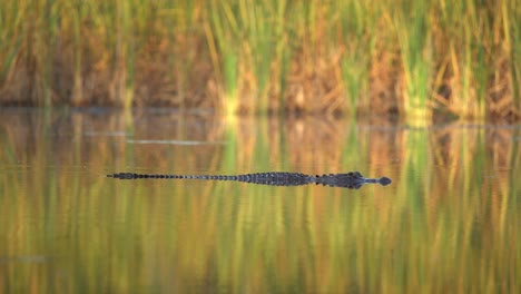 Un-Caimán-Parcialmente-Sumergido-Nada-A-Través-De-Los-Everglades,-Florida