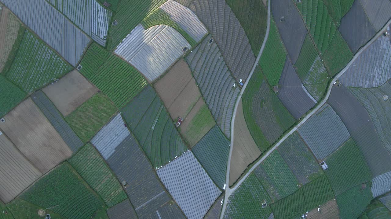 drone aéreo disparó un hermoso patrón de plantación de verduras en indonesia