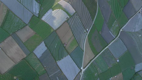 overhead drone shot beautiful pattern of vegetable plantation in indonesia