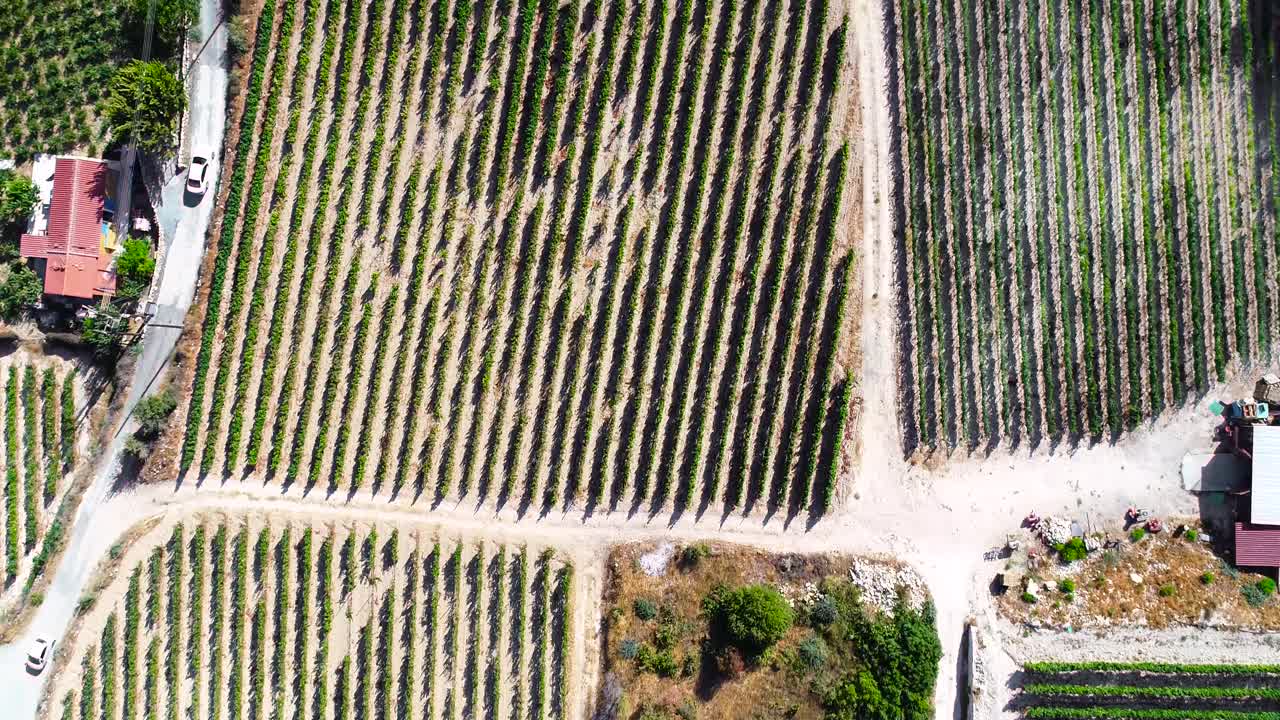 imágenes aéreas de drones de viñedos, hileras de campos de uva verde dorado en koilani, limassol, chipre
