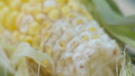 primer plano macro de una mazorca de maíz fresca con la seda y la cáscara todavía adheridas