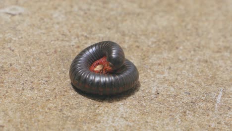 static shot of a millipede in pain