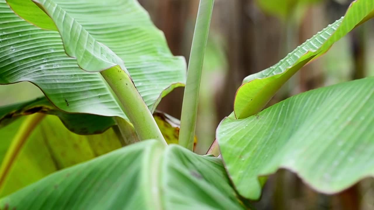primer plano de mano de una planta de banano joven dentro de una plantación sostenible