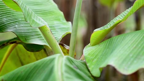 handheld close-up shot of a young banana plant within a sustainable plantation