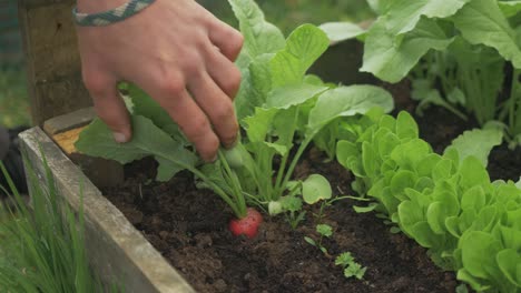 pulling healthy home grown radish from soil raised garden bed