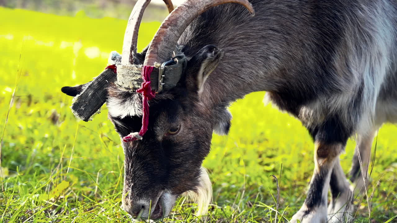 A goat enjoys grazing on fresh green grass in a vibrant meadow. The sun shines brightly, highlighting the goat's features as it peacefully feeds
