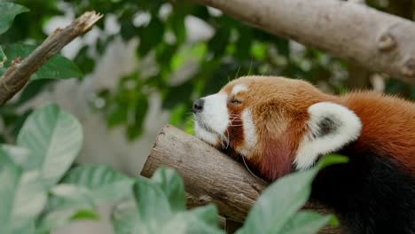 roter panda im wald