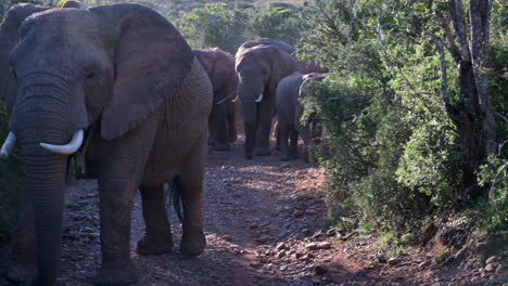 African-elephant-herd-walking-in-line-in-woodland-coming-close-towards-camera,-backlit