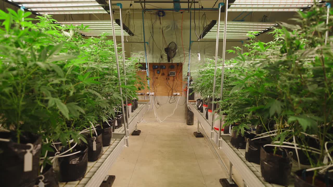 Indoor Cannabis Grow Operation