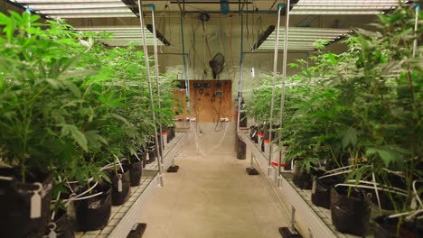 indoor cannabis grow operation