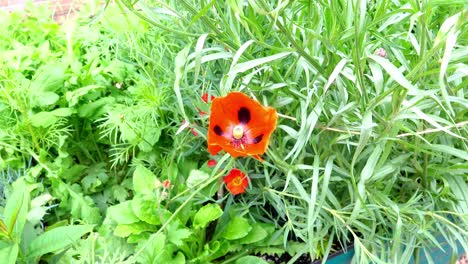 Marienkäfer-Mohn---Papaver-Commutatum,-Der-Kaukasische-Scharlachmohn-In-Einem-Englischen-Landgarten,-Großbritannien