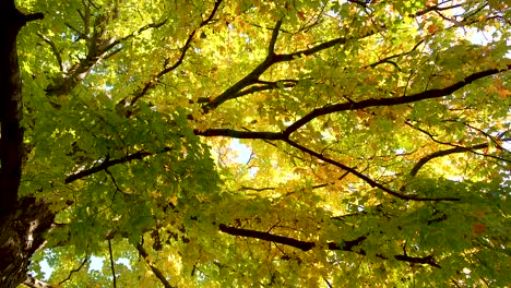 green and yellow autumn leaves 4k