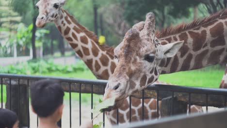 children observing giraffes at the zoo