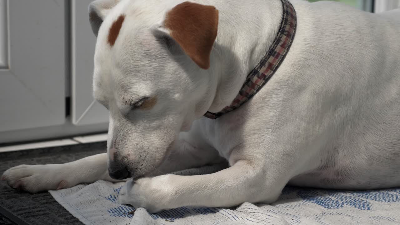toma bloqueada de jack russell cross lamiendo su propia pierna mientras está sentado en el patio
