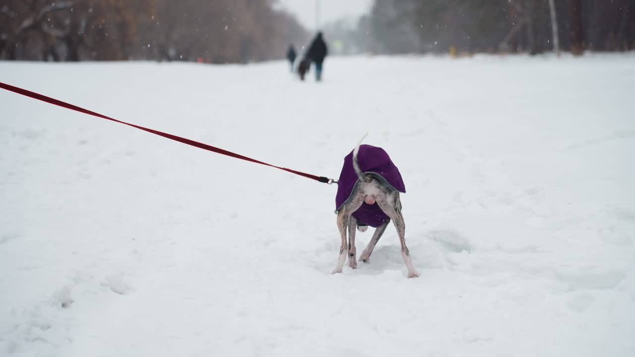 Greyhound dog in purple coat sniffing snow while on red leash during winter walk in snowy park, focused on scent in white landscape as snow falls lightly and people walk blurred in background