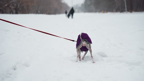 greyhound dog in purple coat sniffing snow while on red leash during winter walk in snowy park, focused on scent in white landscape as snow falls lightly and people walk blurred in background