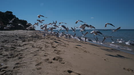 Large-Flock-of-Seagulls-Fly-Away-on-Beach