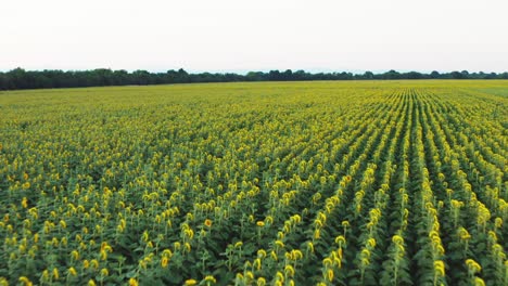 volando sobre el campo de girasoles amarillos