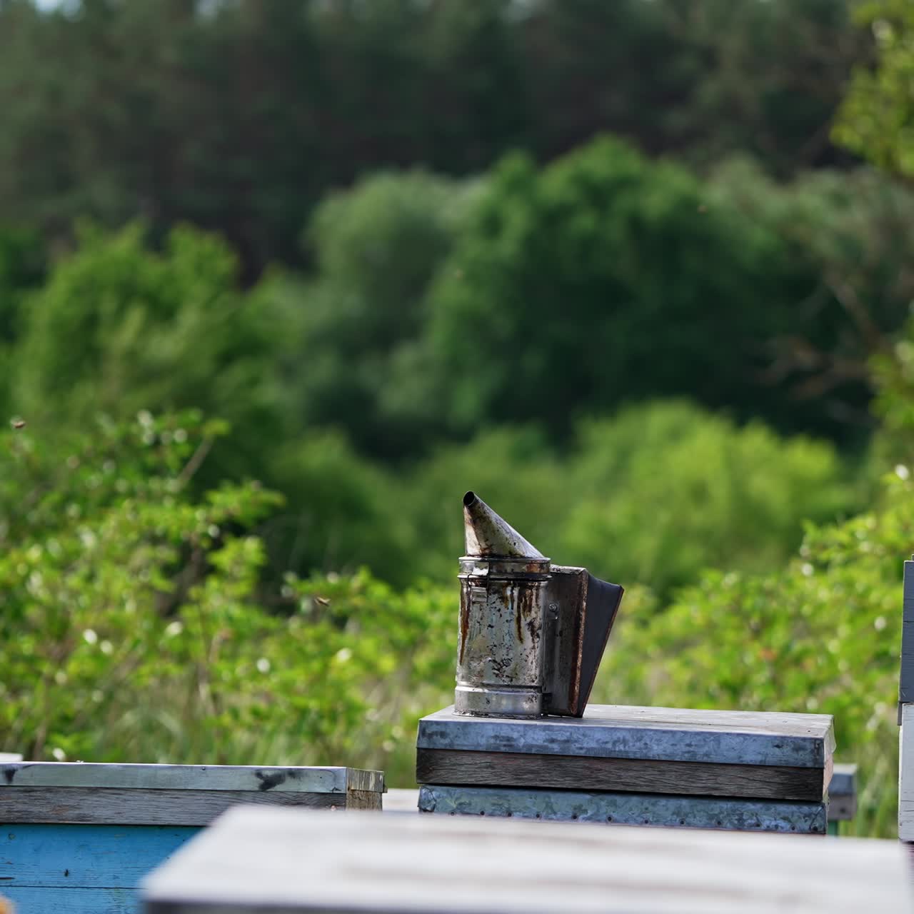 Smoker placed on the wooden hive for calming down bees. Bees flying around. Green forest at backdrop in blur