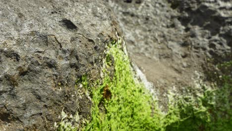 green moss growing on rocky coastline of tenerife island, moving away view