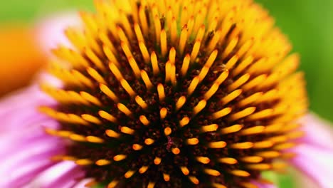 foto macro de una flor cónica púrpura de hoja estrecha