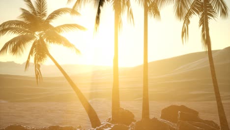 palmeras en el desierto al atardecer