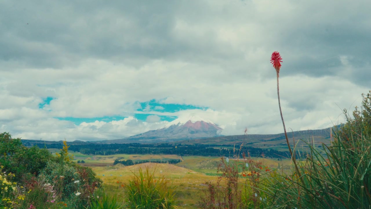 Vista da una finestra che si affaccia sul vulcano Cotopaxi con vivaci fiori selvatici e cieli nuvolosi a mezzogiorno