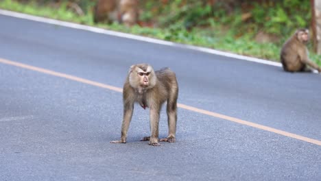 monkey walks across road, looks around