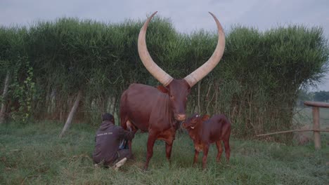 allgemeine aufnahme eines jungen schwarzen mannes, der eine ankole watusi kuh mit großen hörnern in uganda melkt