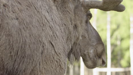 Masticar-Alces-Toro-Con-Rebrote-De-Astas-Frescas,-Primer-Plano-Desde-Atrás