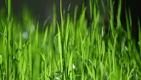 Close-up-grass-abstract-background-spring