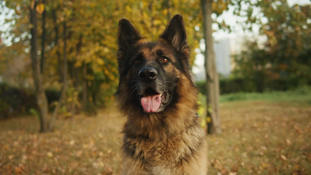 German Shepherd in Autumn Park
