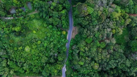 un vuelo vertical impresionante de drones detrás de un scooter sobre una carretera con cruces individuales en el bosque tropical paradisíaco entre las palmeras en la isla de phuket en 4k