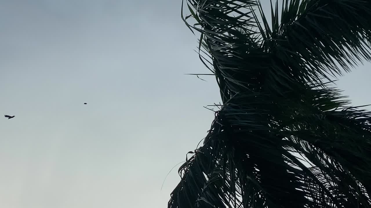 사이클론이 치기 전에 바람에 약간 흔들리는 야자나무